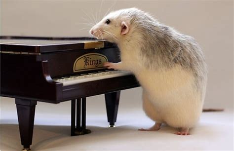 The Fascinating Science behind Rat Love Music